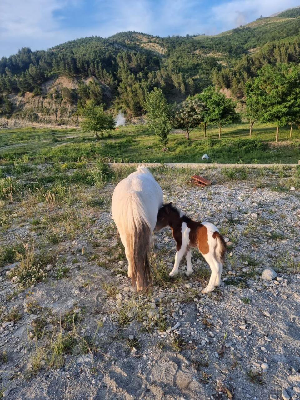 Memaliaj Sancho Farm Albaniaヴィラ エクステリア 写真